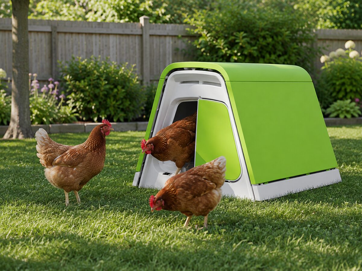 Omlet Eglu Cube chicken coop, modern green plastic design